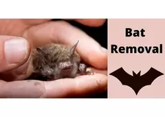 Bat removal services