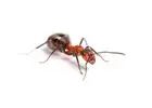 Ant Pest Control Melbourne