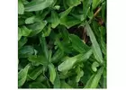 500 Organic Cilantro Seeds - High Germination Rate, Non-GMO, Heirloom Coriander