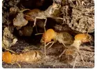 Termite Control Sydney