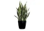 Enhance Your Workspace with Office Plant Hire